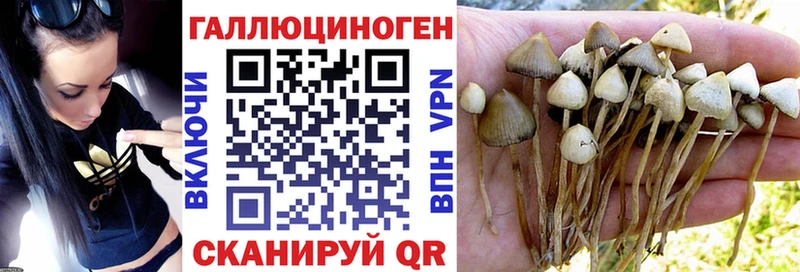 сколько стоит  Мглин  Галлюциногенные грибы Cubensis 